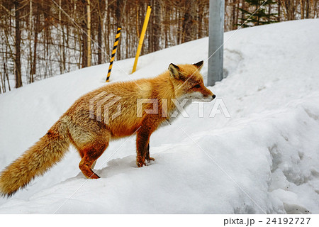 キタキツネ キタキツネ 24192727