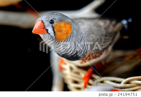 Colorful of Zebra-finch bird Colorful of Zebra-finch bird 24194751