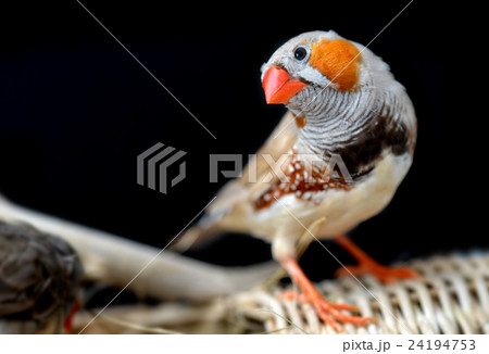 Colorful of Zebra-finch bird Colorful of Zebra-finch bird 24194753
