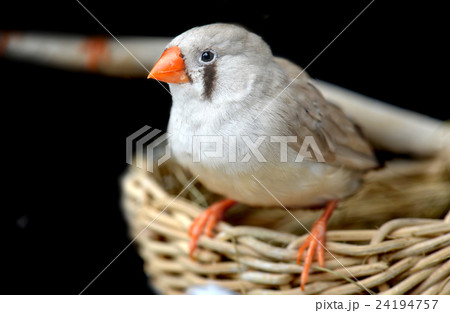 Female Zebra-finch bird Female Zebra-finch bird 24194757
