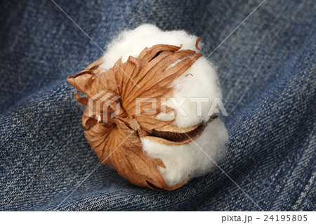 綿花/コットン 24195805