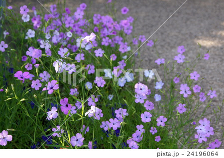 ビスカリア（コムギセンノウ） 24196064