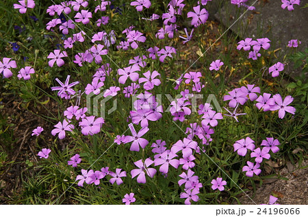 ビスカリア（コムギセンノウ） 24196066