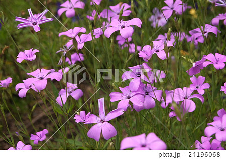 ビスカリア(コムギセンノウ) ビスカリア(コムギセンノウ) 24196068