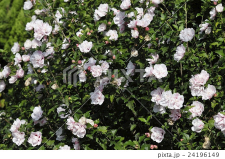 ムクゲ（八重咲き） 24196149