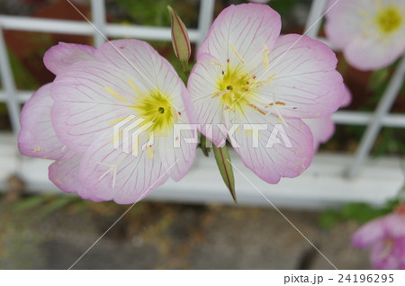 ヒルザキツキミソウ 24196295