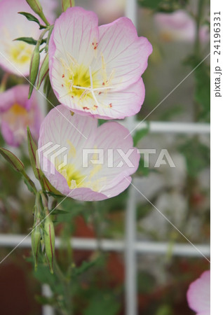 ヒルザキツキミソウ 24196331