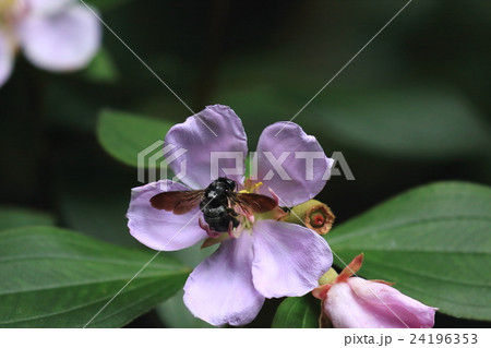生き物　昆虫　オキナワクマバチ、沖縄諸島周辺の固有種。クマバチの中ではちょっと小さめでしょうか 24196353