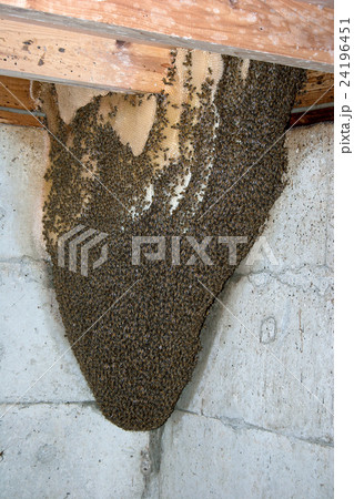 ニホンミツバチの大きな巣 ニホンミツバチの大きな巣 24196451