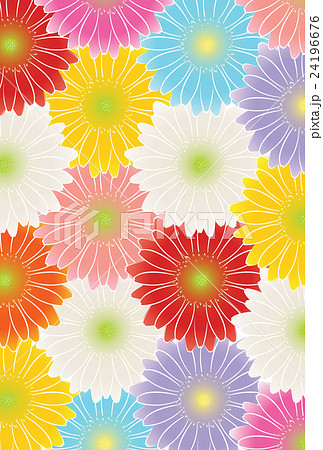 ガーベラ 24196676