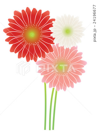 ガーベラ 24196677