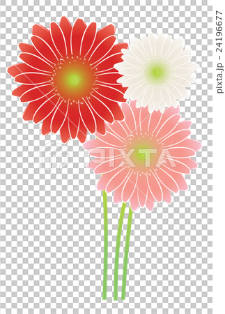 ガーベラ 24196677