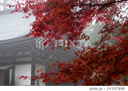 神護寺の紅葉 神護寺の紅葉 24197896