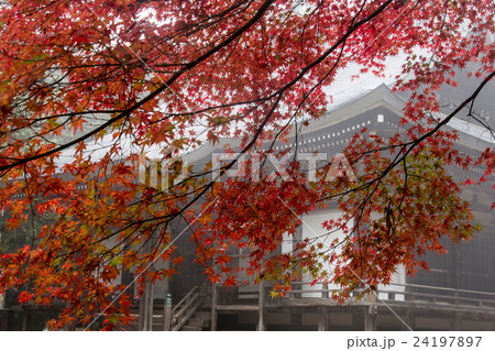 神護寺の紅葉 24197897