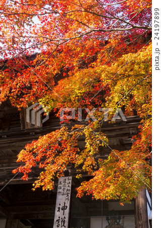 神護寺の紅葉 24197899
