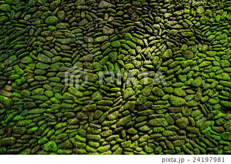 moss on stone wall moss on stone wall 24197981