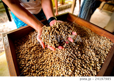 dry coffee beans in farmer hand 24197985