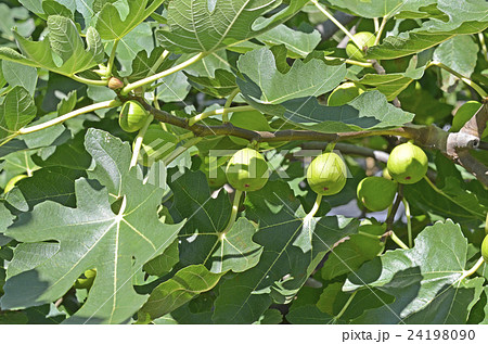 イチジク（無花果） 24198090