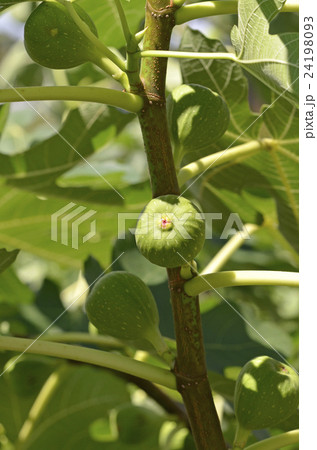 イチジク（無花果） 24198093