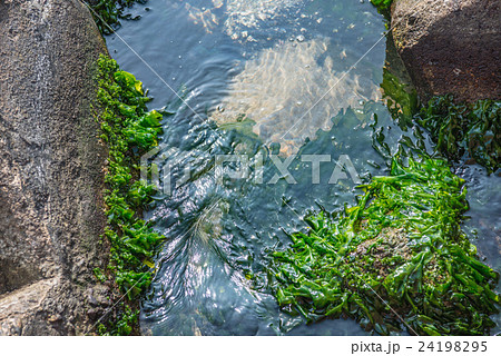 磯辺の海藻 磯辺の海藻 24198295