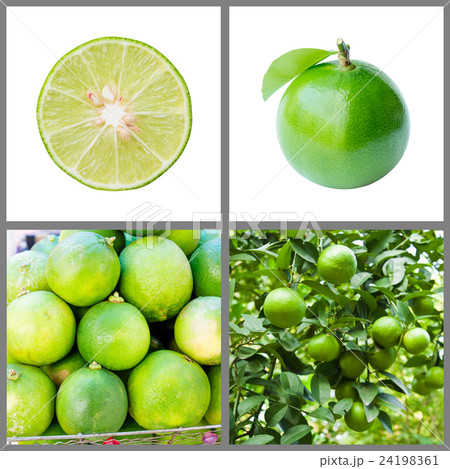 Collection of fresh lime 24198361