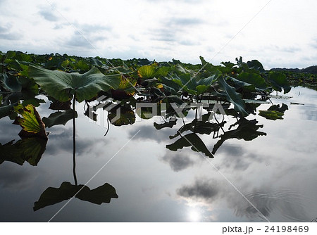 水面に映る蓮の葉 24198469