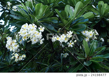 Plumeria（プルメリア） 24198477