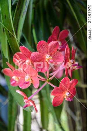 Beautiful red orchids Close up 24198976