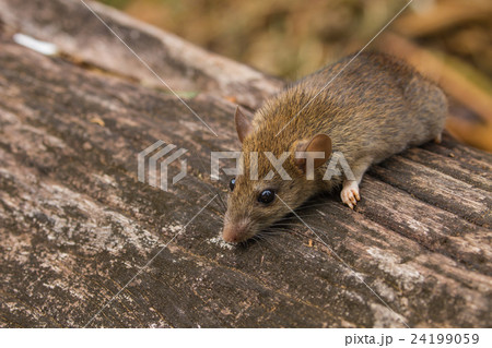 Wild mouse in the forest Wild mouse in the forest 24199059