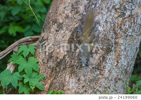 squirrel in the tropical forests 24199060