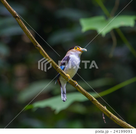 colorful bird Silver-breasted broadbil 24199091