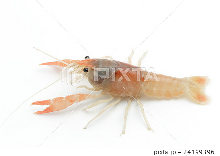 orange crayfish - Fresh water Lobster  24199396