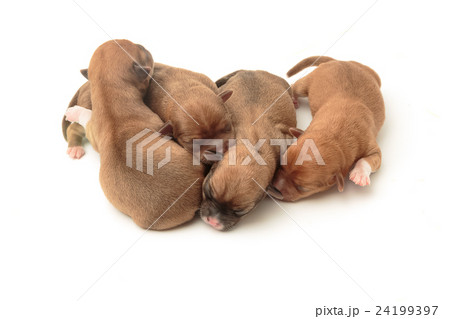 Sleeping newborn Chihuahua puppies Sleeping newborn Chihuahua puppies 24199397