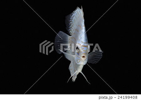 Pompadour (Discus) fish with copy space 24199408