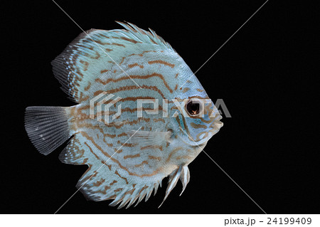 Pompadour (Discus) fish with copy space Pompadour (Discus) fish with copy space 24199409