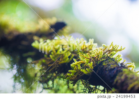 Leaf on Moss on tree background Leaf on Moss on tree background 24199453