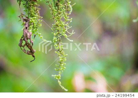 Moss on a tree in the forest Moss on a tree in the forest 24199454