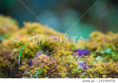 Leaf on Moss on tree background Leaf on Moss on tree background 24199458