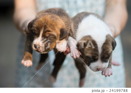 pitbull puppy dog pitbull puppy dog 24199788