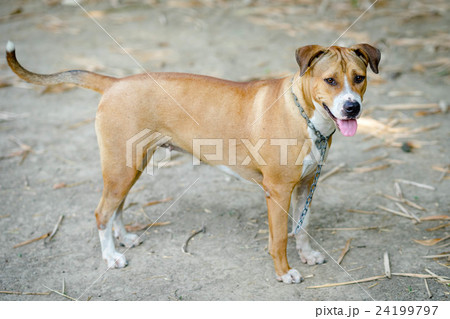 dog standing 24199797