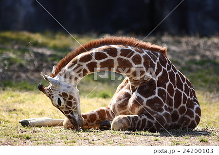 【座る子供のアミメキリン】 【座る子供のアミメキリン】 24200103