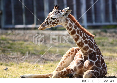 【座る子供のアミメキリン】 24200104