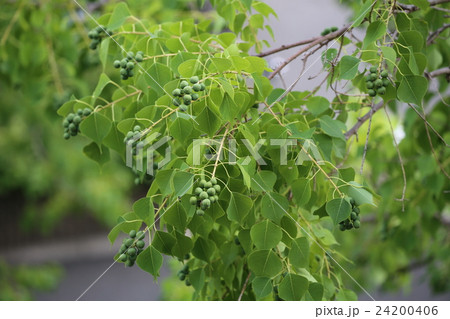 ナンキンハゼ 24200406