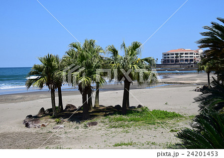 白浜ビーチ （宮崎県宮崎市） 24201453