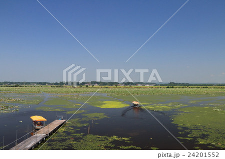 伊豆沼はすまつり 24201552