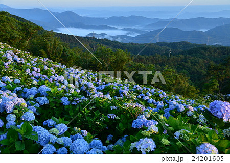 朝陽射すアジサイ高原（徳島県佐那河内大川原高原） 24201605