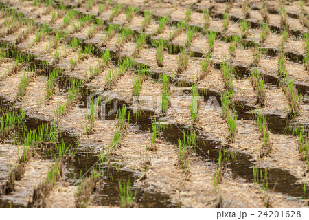 ひこばえ3 24201628