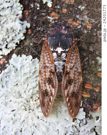 油蝉 鳴く 油蝉 鳴く 24201773