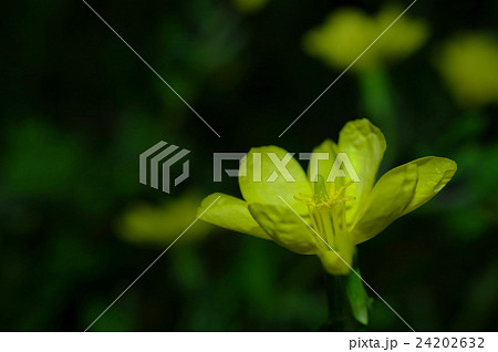 待宵草 待宵草 24202632