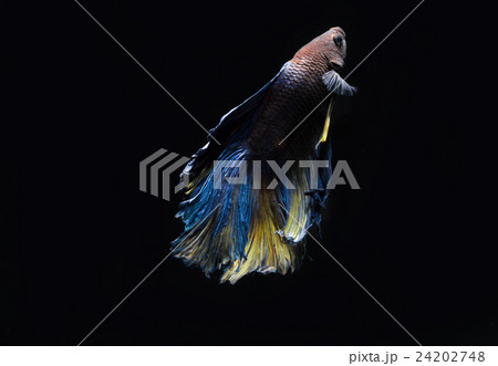 Betta fish, siamese fighting fish, Betta fish, siamese fighting fish, 24202748